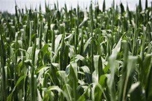 'Evergreen agriculture' could impact future biofuel composition