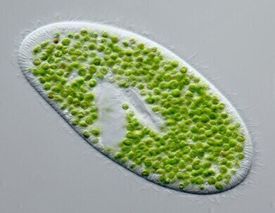 Microalgae could produce the next biodiesel