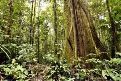 Western Amazon 'polluted by oil activity'