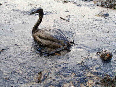 How is the 2015 California Oil Spill Affecting the Local Wildlife?  
