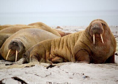 What Are the US Walrus Protections?  