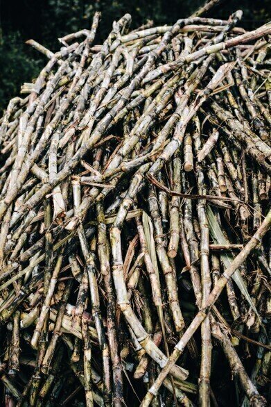 Brazilian Sugarcane Based Biofuel Industry Set to Get Sweeter