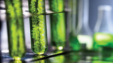 Latest Advances in using Algae for producing Biodiesel
