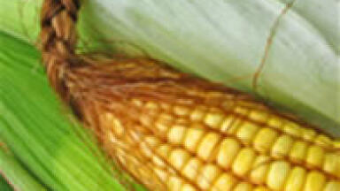 Accurately Quantify Methanol and Ethanol in E85 Biofuel by D5501 with New Rtx®-DHA-150 Column