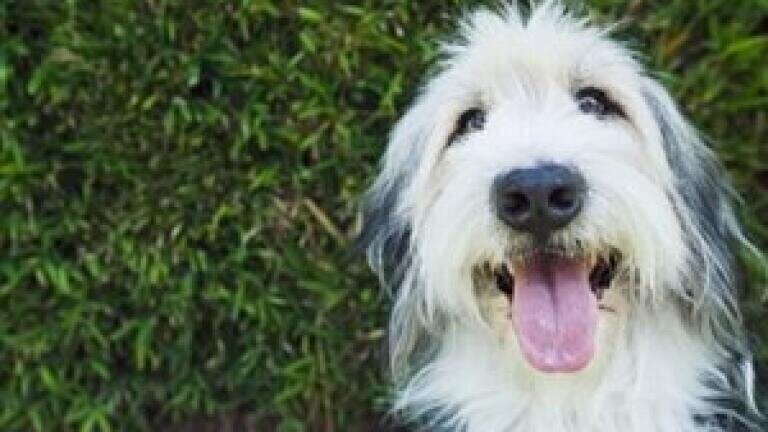 Volunteers helping oil industry with pet and human hair