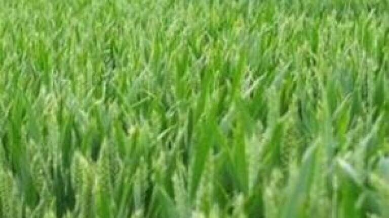Biofuel 'to raise food demand'