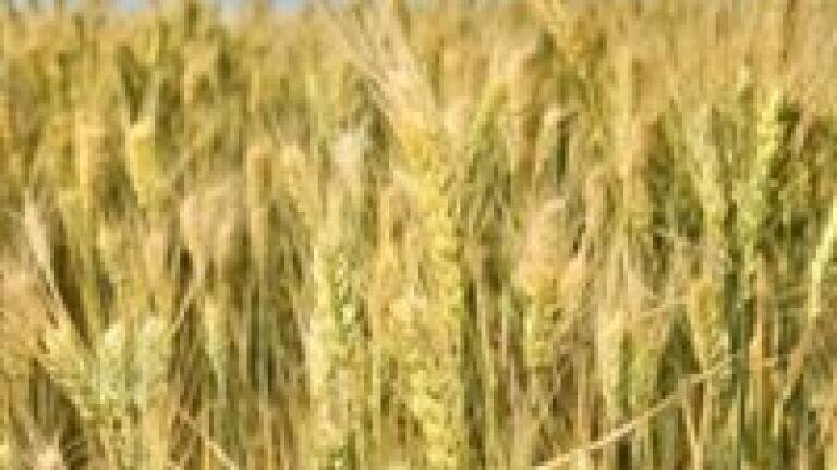 International biofuel analysis could help UK carbon accounting