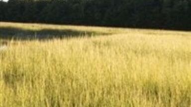Biofuel testing schemes funded by US DoE