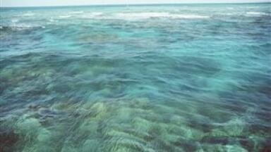 Tailored biofuel compositions could be made using marine bacterium