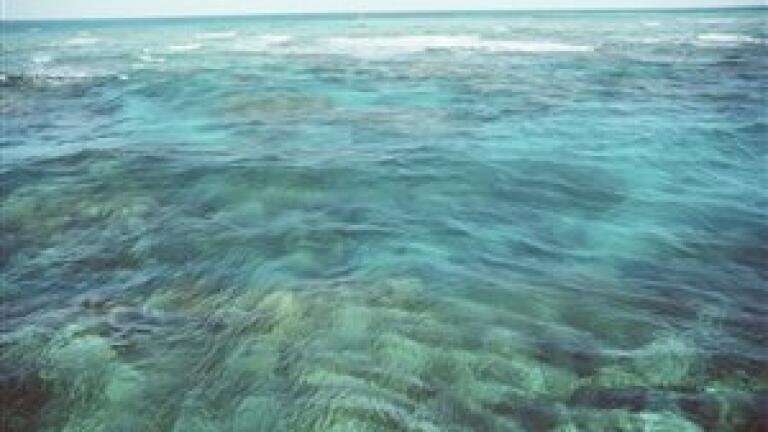 Tailored biofuel compositions could be made using marine bacterium