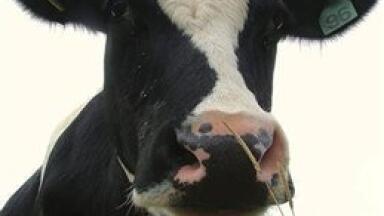 USDA scientists use cow stomachs in biofuel testing