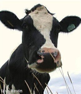 USDA scientists use cow stomachs in biofuel testing