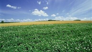 Patent-pending process holds promise for biofuel composition