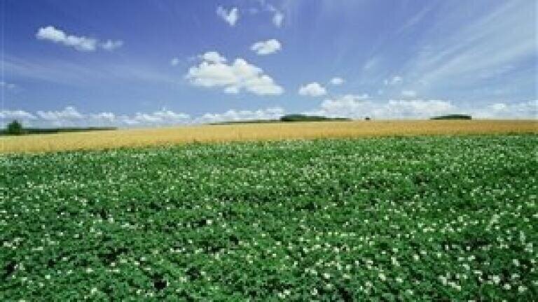Patent-pending process holds promise for biofuel composition