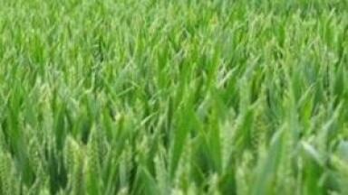 Biofuel analysis lists India and China as growth markets