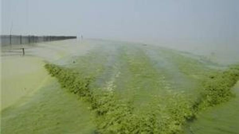Algae scores 'key role' in biofuel analysis