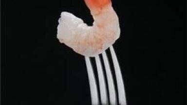 Novel enzymes add prawns to potential biofuel composition