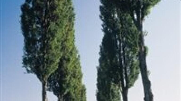 Biofuel analysis considers poplar introgression