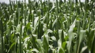'Evergreen agriculture' could impact future biofuel composition
