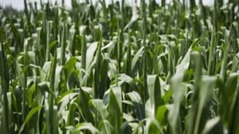 'Evergreen agriculture' could impact future biofuel composition