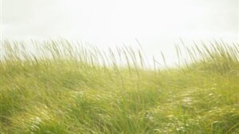 Grass crops show promise for biofuel composition