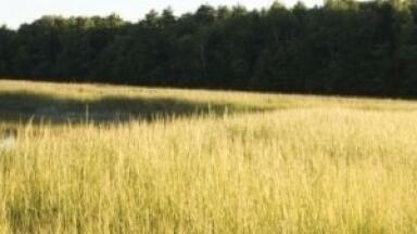 Viruses 'could impair biofuel composition'