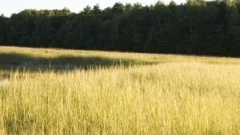 Viruses 'could impair biofuel composition'