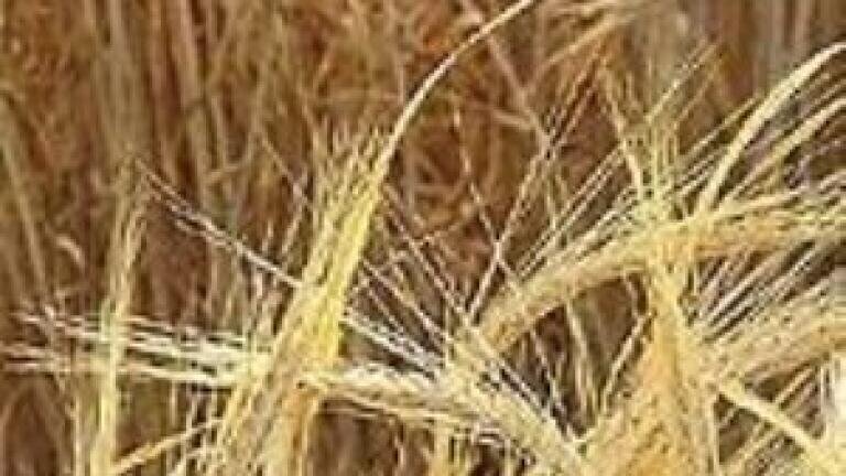 Biofuel analysis calls for ILUC to be considered