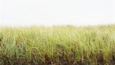 Cropping systems 'could impact biofuel composition'