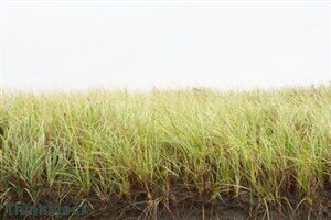 Cropping systems 'could impact biofuel composition'