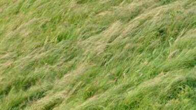 Duke University biofuel laboratory suggests GM grasses as source of power