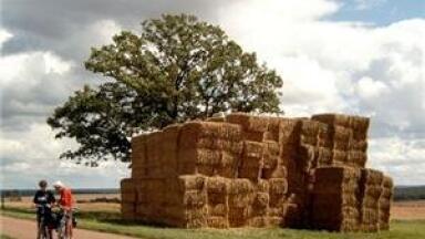 Sugar yield variation 'undescribed' in pilot biofuel composition