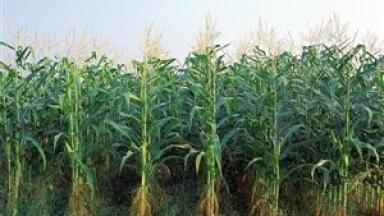 Biofuel analysis warns of unintended consequences in Mississippi delta