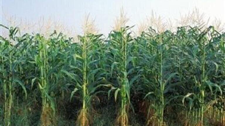 Biofuel analysis warns of unintended consequences in Mississippi delta