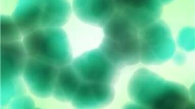 Bugs could feature in future biofuel composition