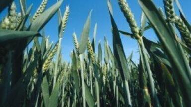 Secrets of biofuel composition unravelled by scientists