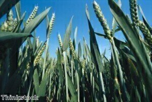 Secrets of biofuel composition unravelled by scientists