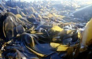 Red Seaweed 'viable biofuel'