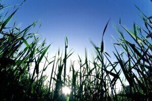Biofuel analysis sees new generations in 2-3 years 