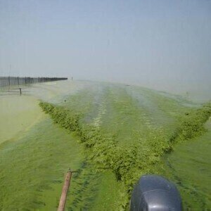 Algae 'an innovative addition' to biofuel composition 