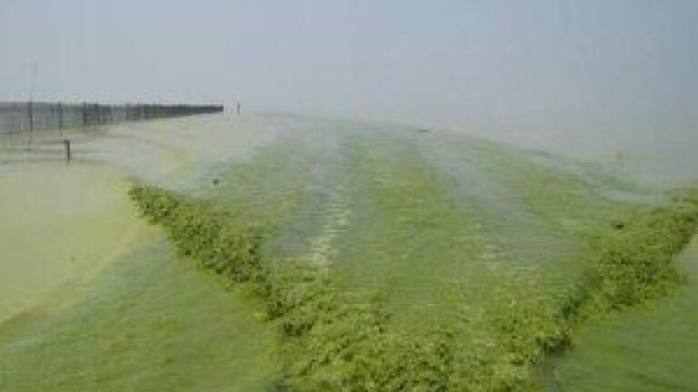 Algae 'an innovative addition' to biofuel composition