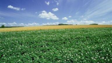 Biofuel testing could lead to water-efficient crop growth