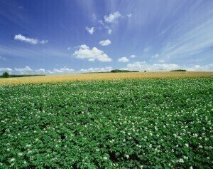 Biofuel testing could lead to water-efficient crop growth