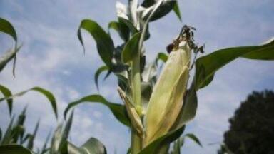 Maize leaf angle genes could allow enhancements to biofuel composition