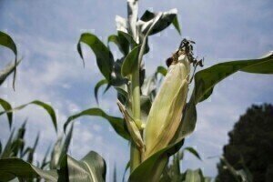 Maize leaf angle genes could allow enhancements to biofuel composition