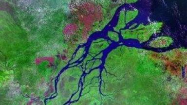 New algae could play flexible role in biofuel composition