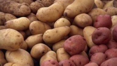 Potato peelings 'hold promise' for biofuel composition