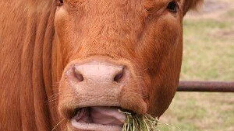 Scientists look to cows for biofuels inspiration