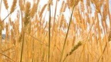 Endoglucanases show promise for wheat straw in biofuel composition