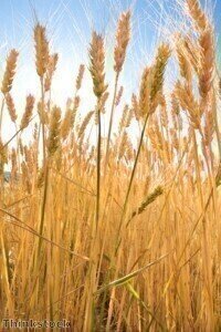 Endoglucanases show promise for wheat straw in biofuel composition